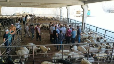 Gaziantep&rsquo;te Kurban Kesim Noktaları A&ccedil;ıklandı: İşte İl&ccedil;e İl&ccedil;e Belirlenen Alanlar