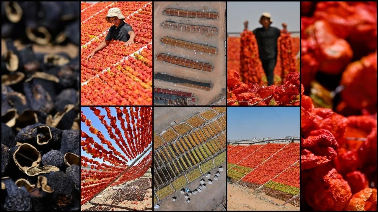 Gaziantep'te kurutmalık sezonunda tepeler kırmızı, mor ve yeşile büründü