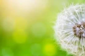 Gaziantep’te Polen Alarmı: Uzmanlardan Kritik Uyarı!