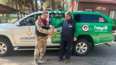 Gaziantep’te yaralı halde bulunan kartal, tedavi altına alındı