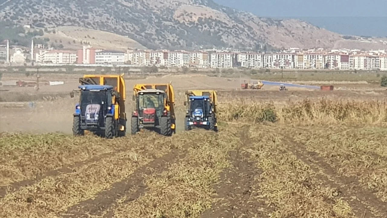 Gaziantep'te yerfıstığı hasadı başladı