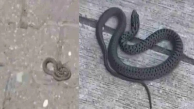 Gaziantep&rsquo;te Yilan Endişesi Artiyor Vatandaşlar Tedirgin