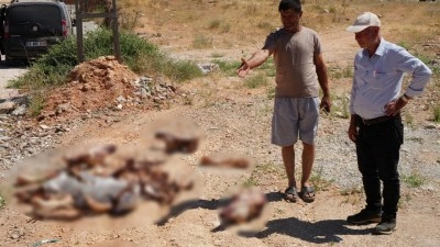 Gaziantep'te yol kenarına bırakılan at kafatası ve kemikleri hayrete d&uuml;ş&uuml;rd&uuml;