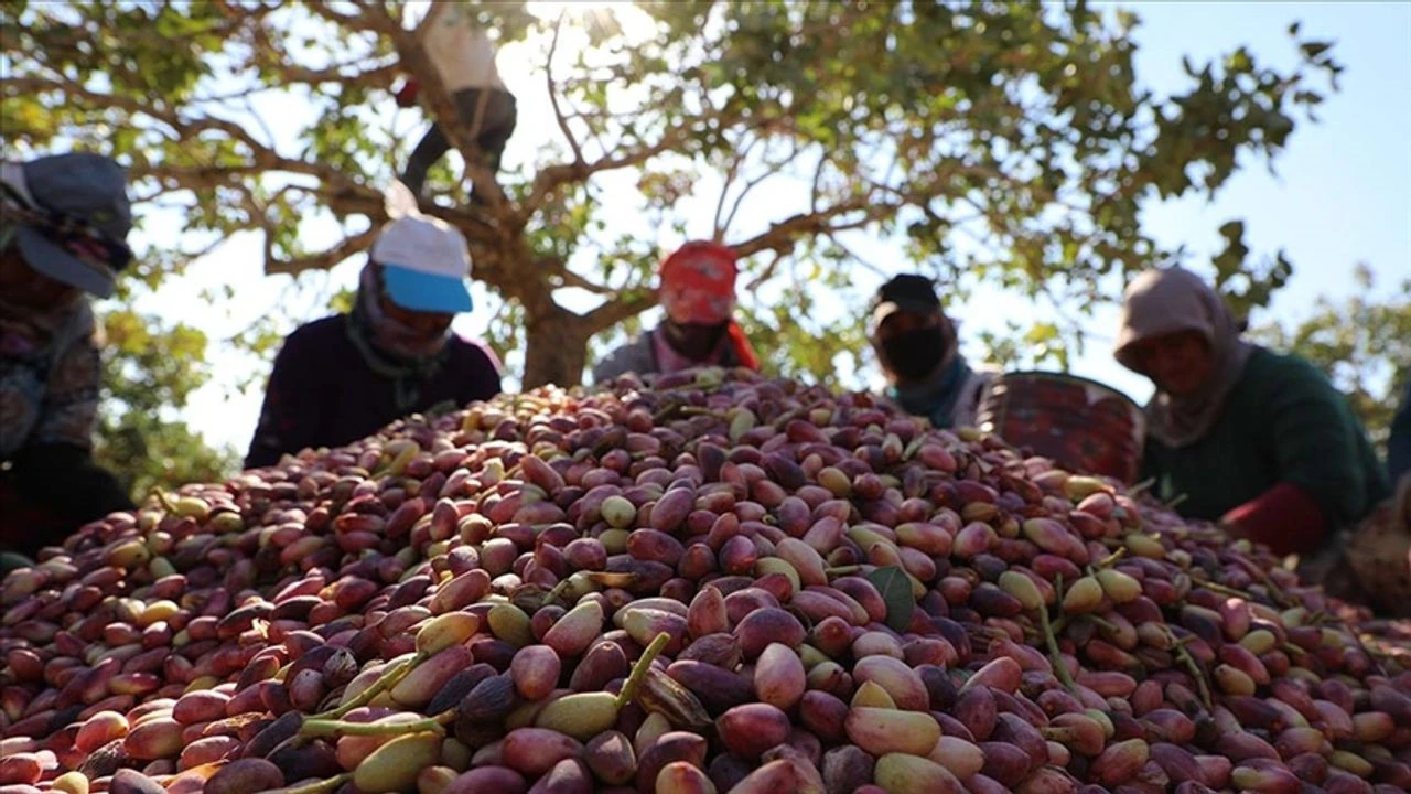 Gaziantepli çiftçilere müjde! 