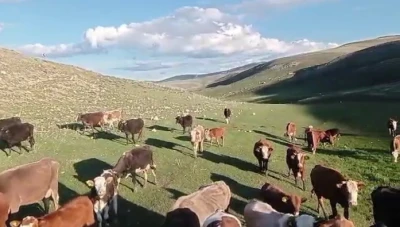 Gaziantepliler Dikkat! Kurbanlıkta Sosyal Medya Tuzakları Arttı