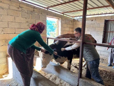 Gazipaşa&rsquo;da hayvan sağlığı i&ccedil;in sahada yoğun mesai
