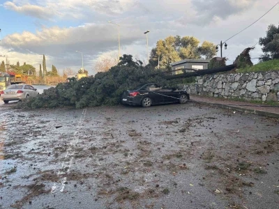 Gebze&rsquo;de fırtınada iki otomobilin &uuml;zerine ağa&ccedil; devrildi
