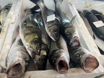 Gece avlanan balıklar, sabah mezatta alıcıyla buluşuyor
