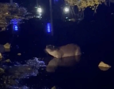 Gece saatlerinde g&ouml;l kıyısında su samuru g&ouml;r&uuml;nt&uuml;lendi
