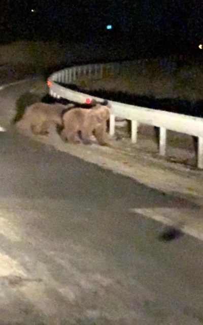 Gece s&uuml;rprizi: İki ayı yavrusu kamerada
