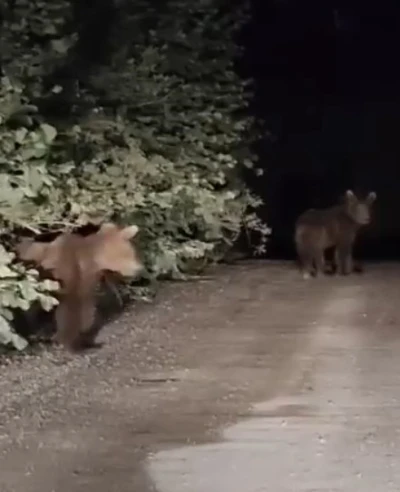 Gece yarısı ayılarla karşılaşan vatandaşlar panik yaşadı: O anlar kamerada
