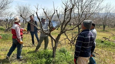 Ge&ccedil;tiğimiz yıl yaşanan zirai donun etkisi ağa&ccedil;larda s&uuml;r&uuml;yor
