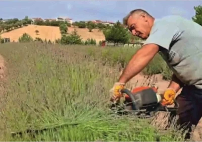 Gediz’de lavanta hasadı başladı
