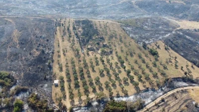 Gelibolu’da yaşayan çiftçi zeytinliğinin altını sürdüğü için yangından etkilenmedi
