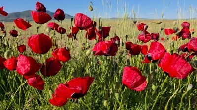 Gelincikler tarlaları kırmızıya boyadı
