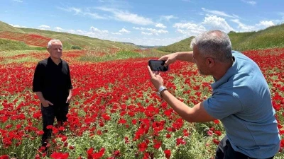 Gelinciklerle kırmızıya b&uuml;r&uuml;nen nohut tarlası hayran bıraktı

