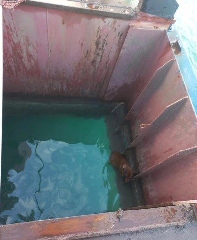 Gemiden denize d&uuml;şen k&ouml;peği itfaiye kurtardı
