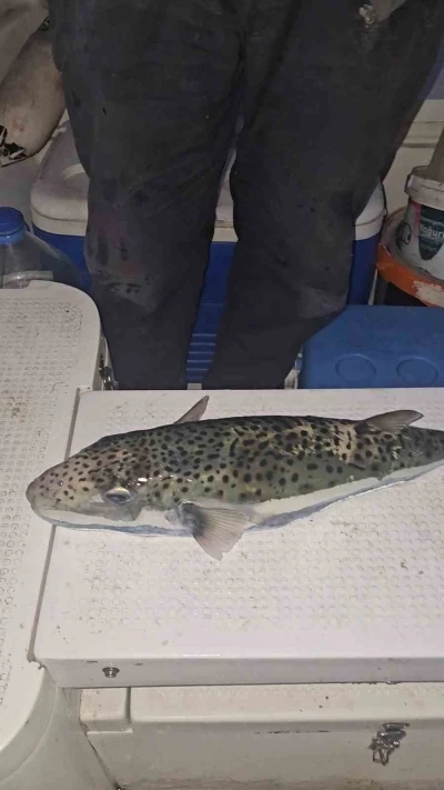 Gemlik Körfezi’nde benekli balon balığı şoku
