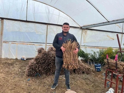 Gen&ccedil; kardeşlerden Sarıg&ouml;l ekonomisine 700 bin fidan hamlesi
