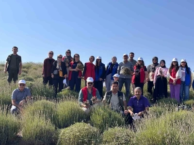 Gençler lavanta hasadı için bir araya geldi
