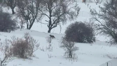 Gerc&uuml;ş kırsalına inen kurt paniğe neden oldu
