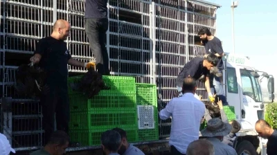 Gerc&uuml;ş&rsquo;te 107 &uuml;reticiye y&uuml;zde 75 hibeli tavuk ve yem dağıtıldı

