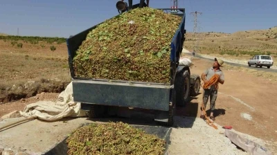 Gercüş’te fıstık hasadı başladı
