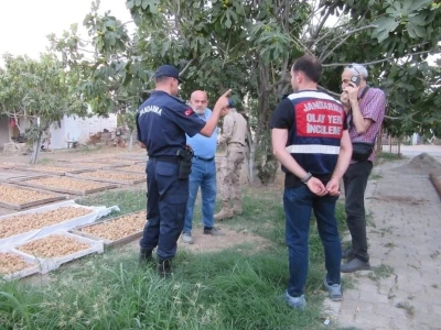 Germencik’te incir hırsızlığına karşı jandarmadan sıkı denetim
