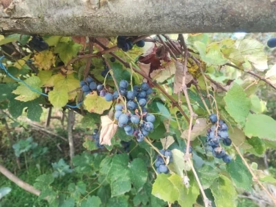 Giresun’da geleneksel kokulu üzüm pekmezi kazanları kaynadı
