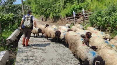 Giresun&rsquo;da yayla g&ouml;&ccedil;&uuml; başladı
