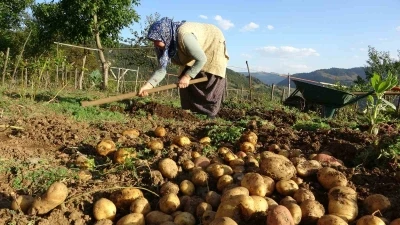 Giresun yaylalarında patates hasadı başladı
