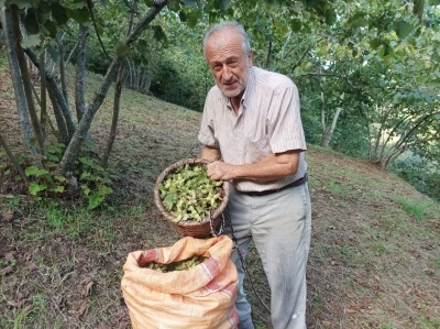 Giresunlu fındık üreticisinin umudu serbest piyasa
