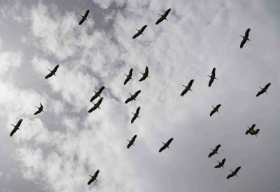 G&ouml;&ccedil; yolculuğunu tamamlayan leylekler, martılarla aynı alanda buluştu

