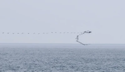 G&ouml;&ccedil; yolundaki kuşların senkronize u&ccedil;uşu Hopa&rsquo;da g&ouml;r&uuml;nt&uuml;lendi
