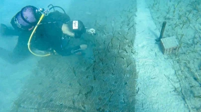 Göcek’te 2 bin yaşında deniz çayırı keşfedildi
