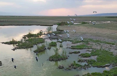 Göçmen kuşlar dönüş yolunda
