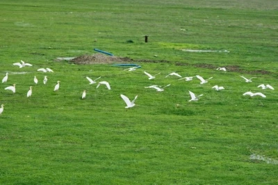G&ouml;&ccedil;men kuşlar Muş Ovası&rsquo;nı s&uuml;sledi
