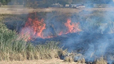 Göçmen kuşların yuvası alevlere teslim oldu
