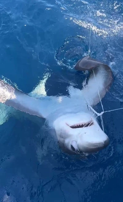 Gökçeada açıklarında kılıç balığı avı sırasında oltaya sapan köpek balığı takıldı
