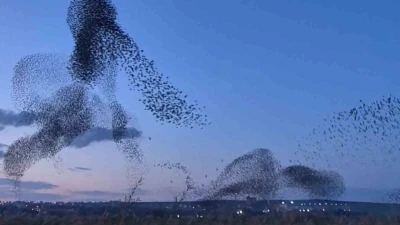 Gökyüzünde terapi etkisi: Sığırcıklardan muhteşem dans
