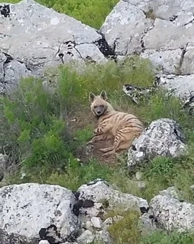 G&ouml;lbaşı il&ccedil;esinde nesli t&uuml;kenmekte olan sırtlan g&ouml;r&uuml;ld&uuml;
