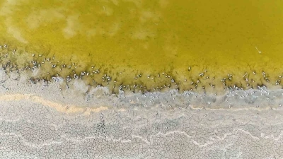 Gölde korkutan görüntü, yüzlercesi kıyıya vurdu
