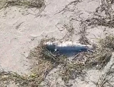 Gönen’de sahilde şüpheli balık ölümleri kameraya yansıdı
