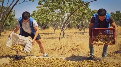 Gönüllü gençler incir üreticisinin alın terine ortak oldu

