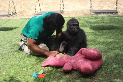 Goril Zeytin evine dönmek için gün sayıyor
