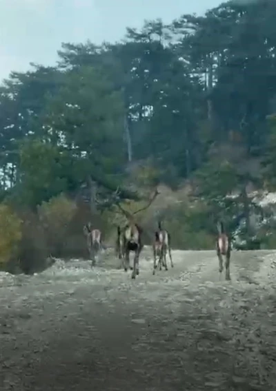 Göynük’te geyik sürüsü kameraya yansıdı
