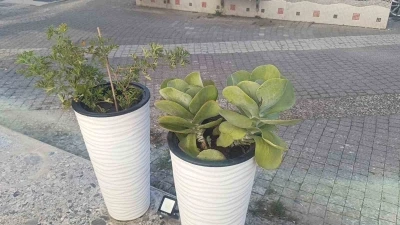 Gözüne kestirdiği saksıdaki çiçeği sökerek götürdü
