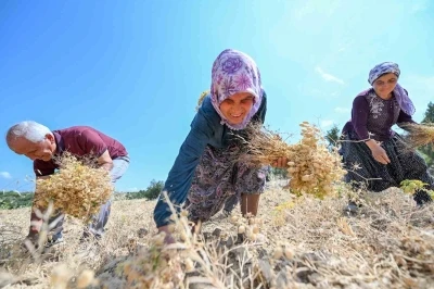 Gülnar’da atalık tohum desteğiyle üretilen nohutlar hasat edildi
