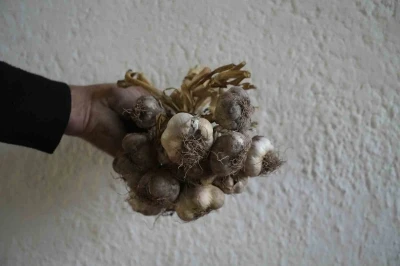 Gümüşhane’de ata tohumu &quot;siyah sarımsak&quot; tescil yolunda
