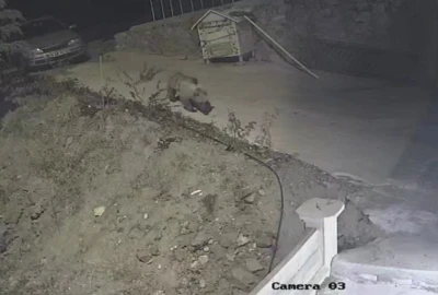 Gümüşhane’de ayı, kedilere bırakılan mama kabına dadandı
